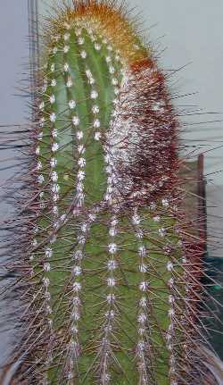 (Coleocephalocereus purpureus)