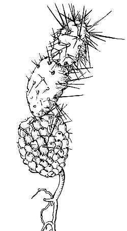 (Consolea moniliformis ssp. moniliformis )