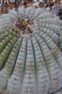 Copiapoa de Philippi(Copiapoa cinerea)