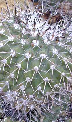 Copiapoa de Bridges(Copiapoa bridgesii)