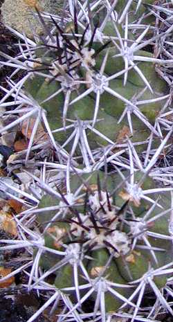 Coquimbano(Copiapoa coquimbana)