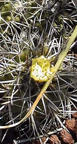 (Copiapoa echinoides var. cuprea )