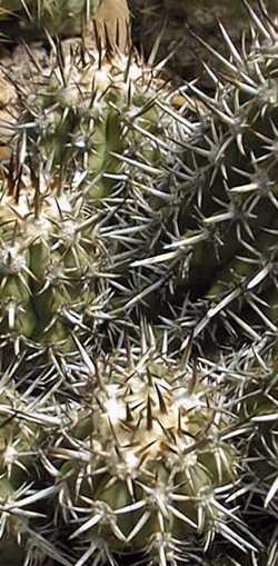 (Copiapoa echinoides var. dura )