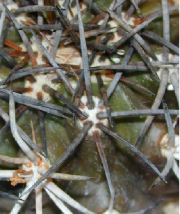 (Copiapoa echinoides var. dura )