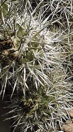 (Copiapoa fiedleriana)