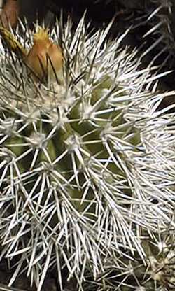 (Copiapoa echinoides)