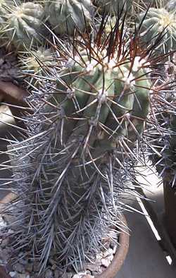 (Copiapoa solaris var. ferox )