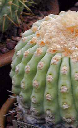 (Copiapoa haseltoniana)