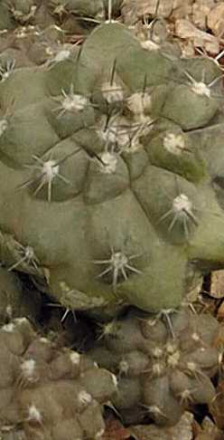 Humildito(Copiapoa humilis)