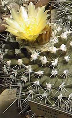 Humildito(Copiapoa humilis)