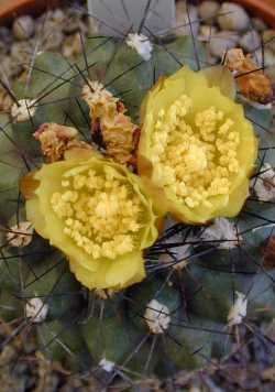 Humildito(Copiapoa humilis)