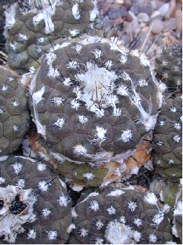 (Copiapoa hypogaea)