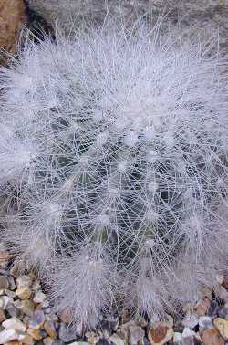 Chascón(Copiapoa krainziana)