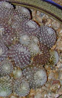 (Copiapoa laui)