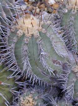 (Copiapoa marginata)