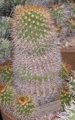 (Copiapoa serpentisulcata)