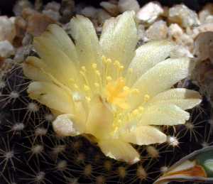(Copiapoa tenuissima)