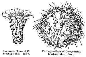 (Corryocactus brachypetalus)