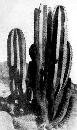 Guacalla(Corryocactus brevistylus)