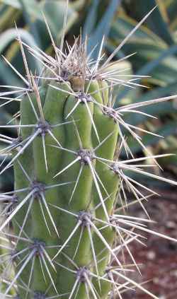 (Corryocactus melanotrichus)