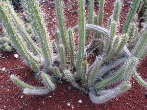 (Corryocactus melanotrichus)