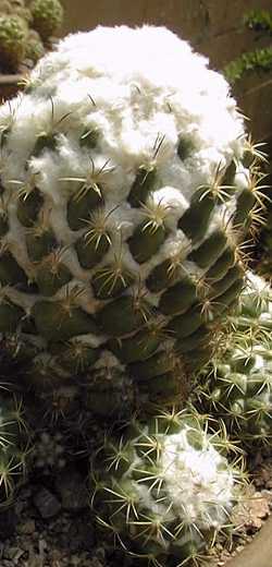 (Coryphantha pallida ssp. calipensis )