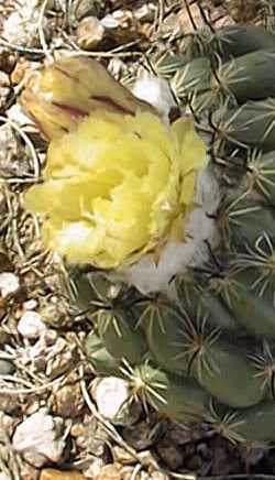 (Coryphantha pallida ssp. calipensis )