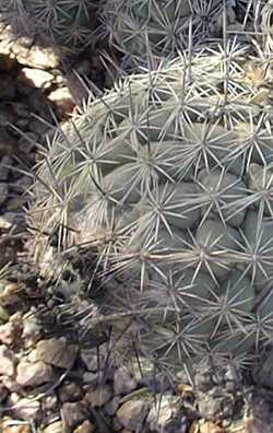 Rhinoceros Cactus(Coryphantha cornifera)