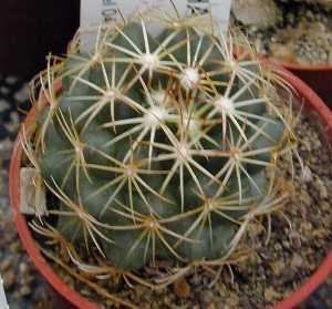 Rhinoceros Cactus(Coryphantha cornifera)