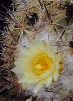 Rhinoceros Cactus(Coryphantha cornifera)