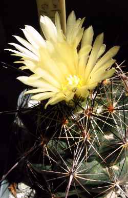 (Coryphantha delaetiana)