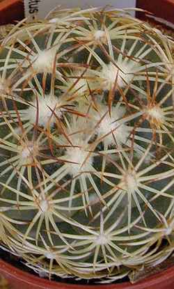 (Coryphantha delicata)