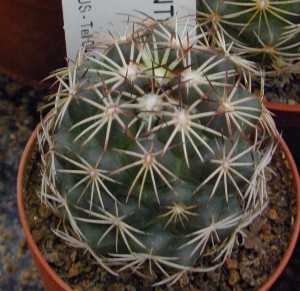 (Coryphantha delicata)