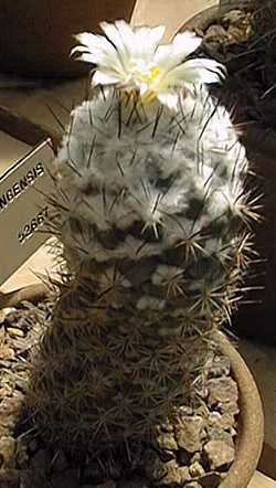 (Coryphantha durangensis)