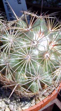 (Coryphantha echinoidea)