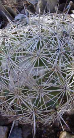 Prickly Beehive Cactus(Coryphantha echinus)