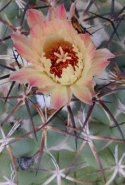 Elephants Tooth(Coryphantha elephantidens)