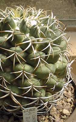 Elephants Tooth(Coryphantha elephantidens)