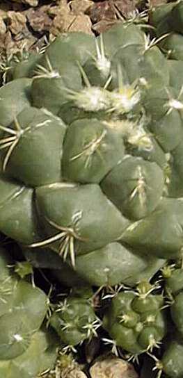 Elephants Tooth(Coryphantha elephantidens)