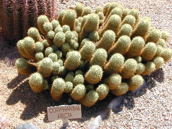 (Coryphantha erecta)