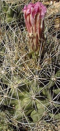 Nipple Beehive Cactus, Long Mamma(Coryphantha macromeris ssp. macromeris )