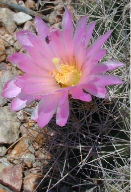 Nipple Beehive Cactus, Long Mamma(Coryphantha macromeris ssp. macromeris )