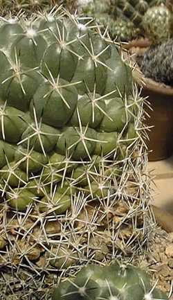 (Coryphantha maiz-tablasensis)