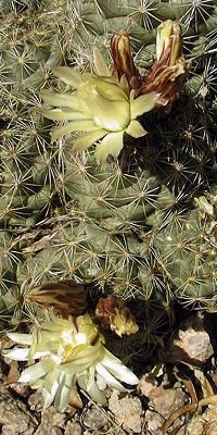 Nickel's Coryphantha(Coryphantha nickelsiae)