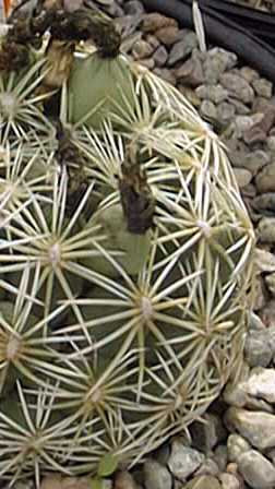 Indian Head(Coryphantha ottonis)