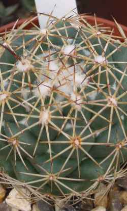 (Coryphantha pallida)