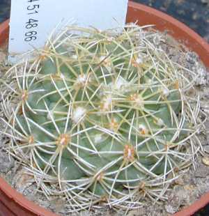 (Coryphantha pallida)