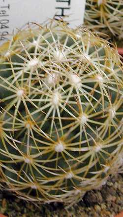 (Coryphantha compacta)