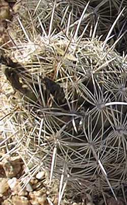 (Coryphantha pseudoechinus)