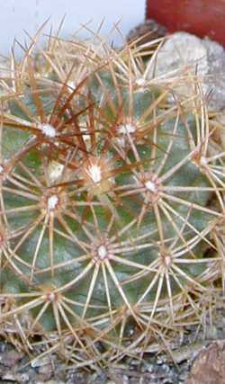 (Coryphantha pseudoechinus)